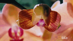 Moth Orchid Flower Blooming GIF