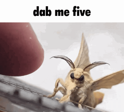Moth Saying Dab Me Five GIF