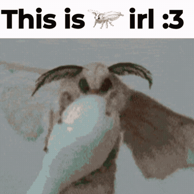 Moth Saying This Is Irl : 3 GIF
