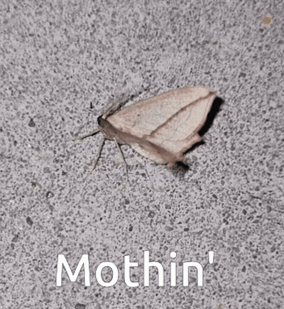 Moth Sitting Mothin GIF