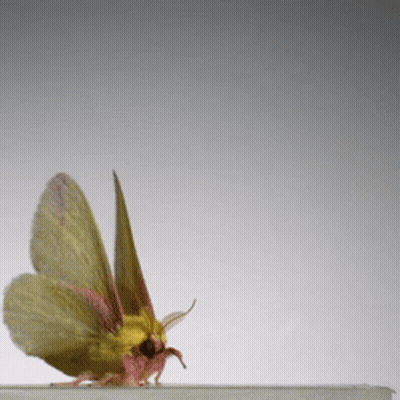 Moth Sitting GIF