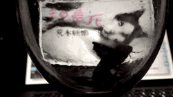 Moth Soaked Trap In The Liquid GIF