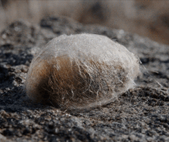 Moth Trapped In A Cocoon GIF