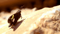 Moth Under The Sun GIF