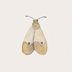 Moth Wings Clip Loop GIF