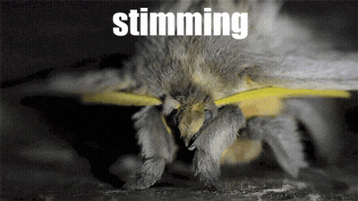 Moth With Text Major Moth GIF
