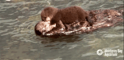Mother And Baby Otter Floating