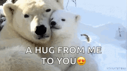 Mother And Baby Polar Bears Comfort Hugs GIF