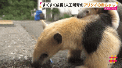 Mother Anteater Holding Baby On TV Saying Orange GIF
