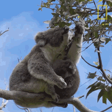 Mother Koala With Sleeping Baby