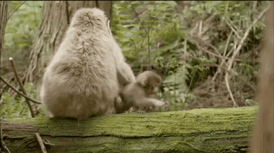 Mother Monkey Breastfeeding Baby GIF