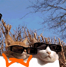 Mother Of God Cool Cats Wearing Shades GIF