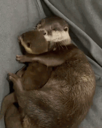 Mother Otter Hugging Baby