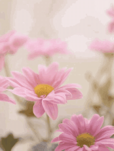 Mother's Day Card With Pink Flowers GIF