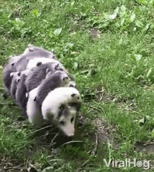 Mother Scared Carrying Babies GIF