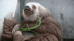 Mother Sloth Sleepy
