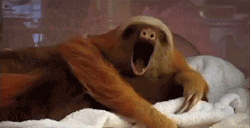 Mother Sloth Yawning