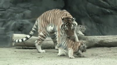 Mother Tiger And Cub Playing In Dirt GIF