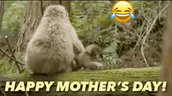 Mothers Day Funny Monkey Pulling Her Kid GIF