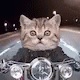 Motorcycle Cat Motorcycle Riding Wide Eyes GIF