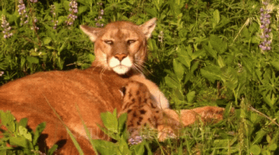 Mountain Lion Lying In Grass With Baby GIF