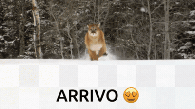 Mountain Lion Running In Snow Saying Arrivo GIF