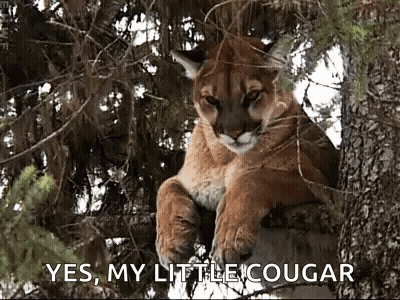 Mountain Lion Saying Yes My Little Cougar GIF