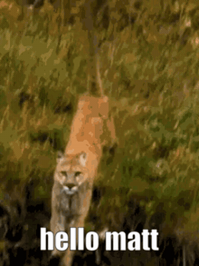 Mountain Lion Walking Through Woods Hello Matt GIF