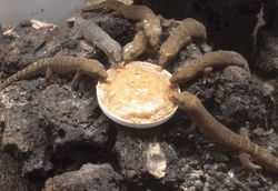 Mourning Gecko Potluck GIF