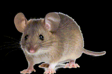 Mouse Bites House Md GIF