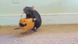 Mouse Candy Treat GIF