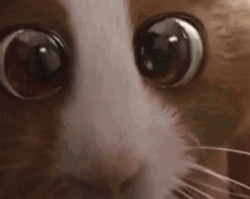 Mouse Cute Big Eyes Staring  GIF