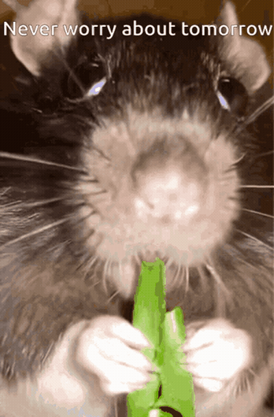 Mouse Eating Green Leaf Never Worry About Tomorrow GIF