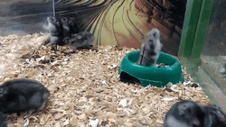 Mouse Funny Flipping Over GIF