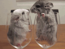 Mouse Glass Kiss  GIF