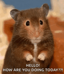 Mouse Hello How Are You Doing GIF