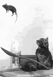 Mouse Jumping Over A Spoon GIF