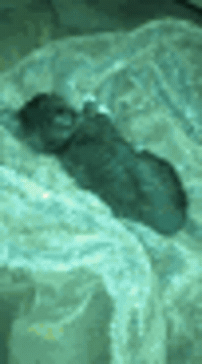Mouse Laying On Bed With Blanket GIF