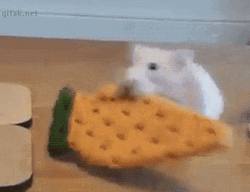 Mouse Pulled Over By A Dog GIF
