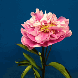 Moutan Peony Flowers Falling Dried Petals GIF
