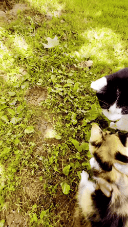 Moving Cat Cut Lovers GIF