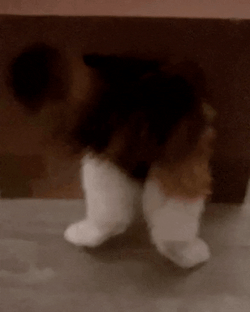 Moving Cat In Box GIF