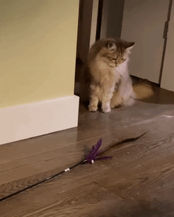 Moving Cat Scary GIF