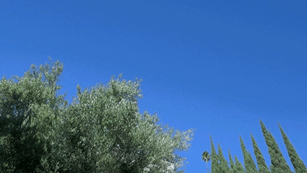 Moving Day E Network Citizen Rose GIF