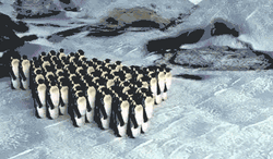 Moving Penguin Colony GIF