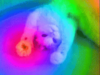 Moving Rainbow Cat GIF