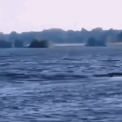 Moving Water Orangutan Running Away GIF