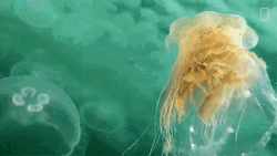 Moving White Jellyfish