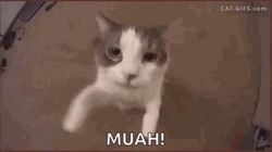 Muah Cute Cat Kiss Coming GIF