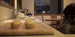 Muffin Thief Dog GIF